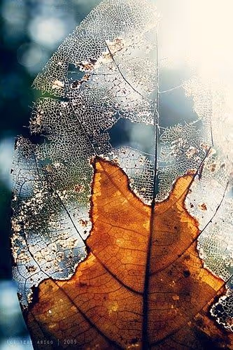 Nature scene illustrating physical restoration benefits of forest therapy