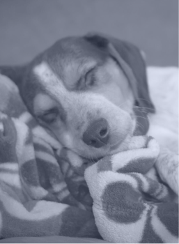 Sleeping puppy with closed eyes resting on a patterned blanket.