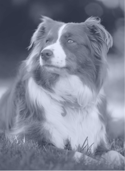 Border collie dog lying on grass looking to the side with a calm expression.