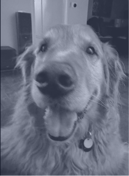 Close-up of a happy golden retriever dog with a collar indoors.