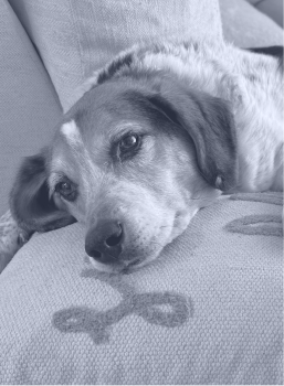 Close-up of a dog resting its head on a patterned cushion.