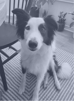 Black and white Border Collie sitting on a patterned rug next to a black chair inside a room with plants in the background.