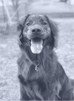 Happy dark-furred dog with tongue out sitting outdoors on a blurred background.