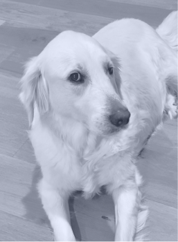White Golden Retriever dog lying on a wooden floor looking to the side.