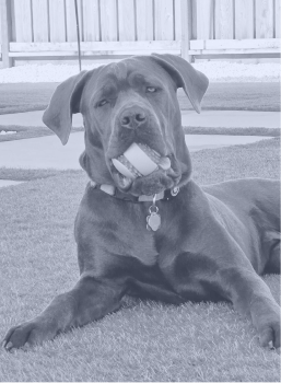 Large dog lying on grass holding a chew toy in its mouth with a fence in the background.