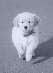White fluffy puppy running on a paved surface with a small stick in its mouth.