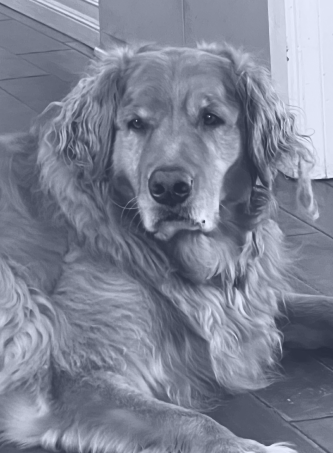 Black-and-white close-up of a golden retriever lying down and looking at the camera.