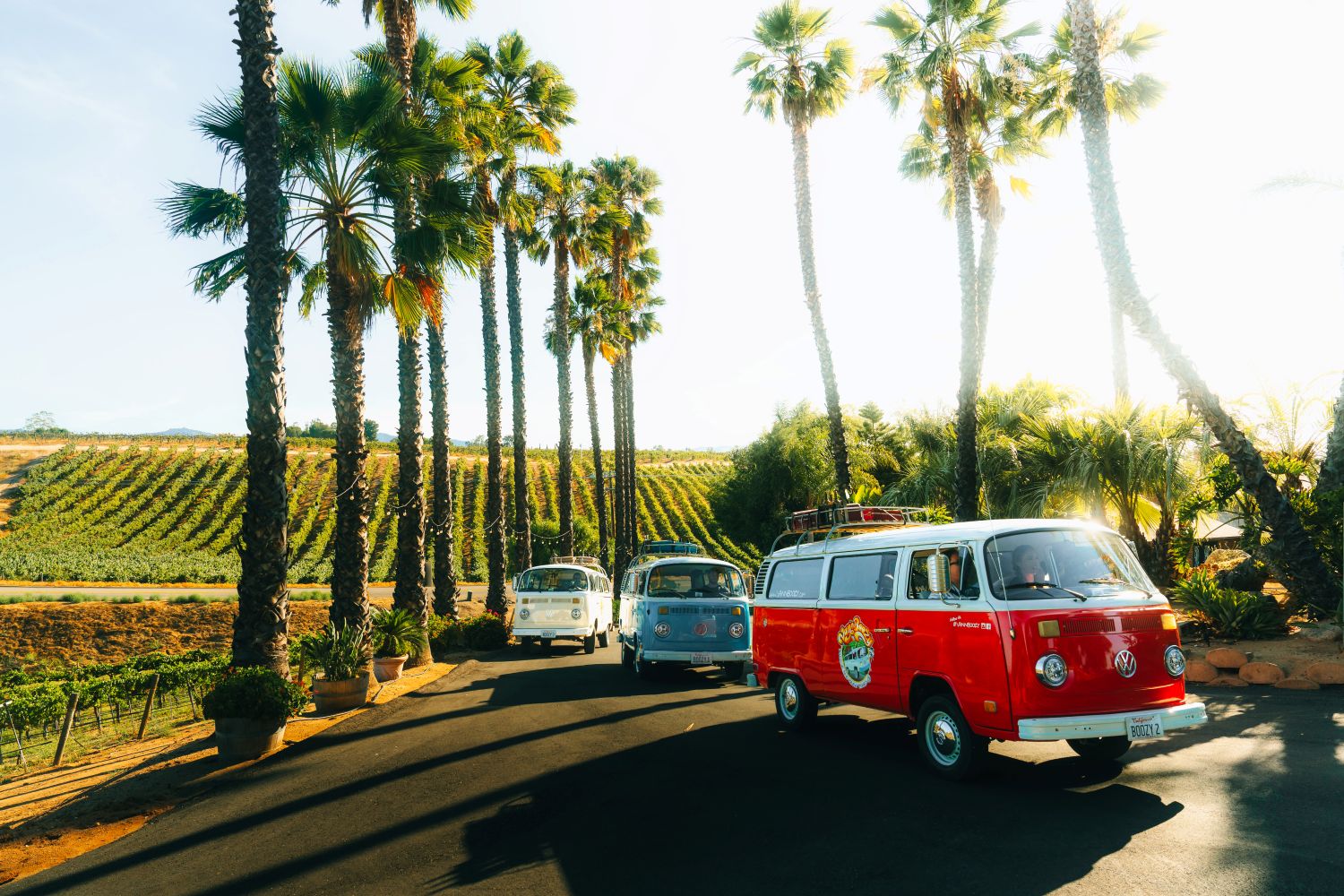 Vintage VW bus parked in a scenic Temecula Wine Country vineyard on a 3-stop wine tour