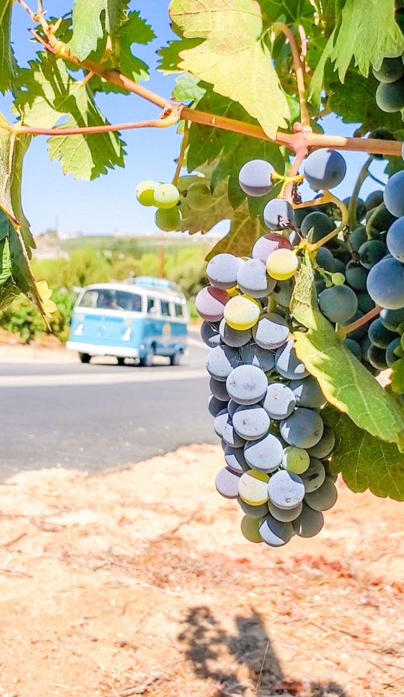 Ripe wine grapes in a Temecula vineyard with a vintage VW bus hosted by Van'N Boozy Mocktail Tours in the background.