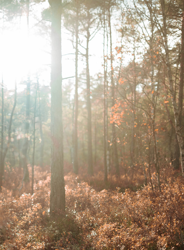 Forest background Image