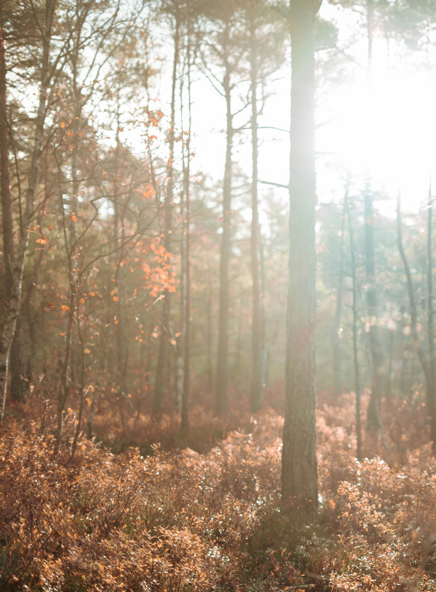 Forest background Image