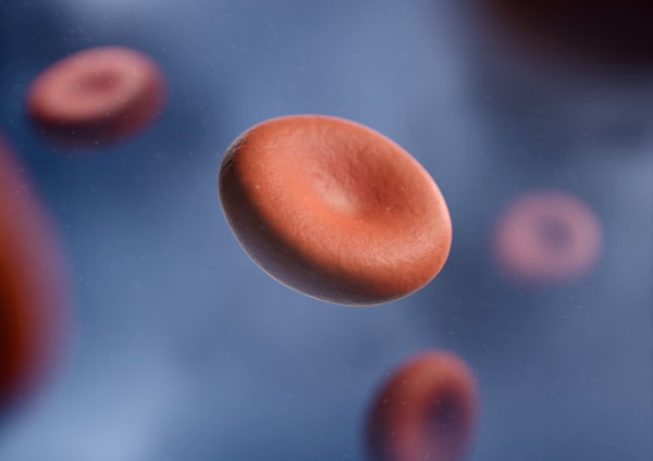 A rendered image of a discoid platelet (thrombocyte), representing its presence in the circulatory system.