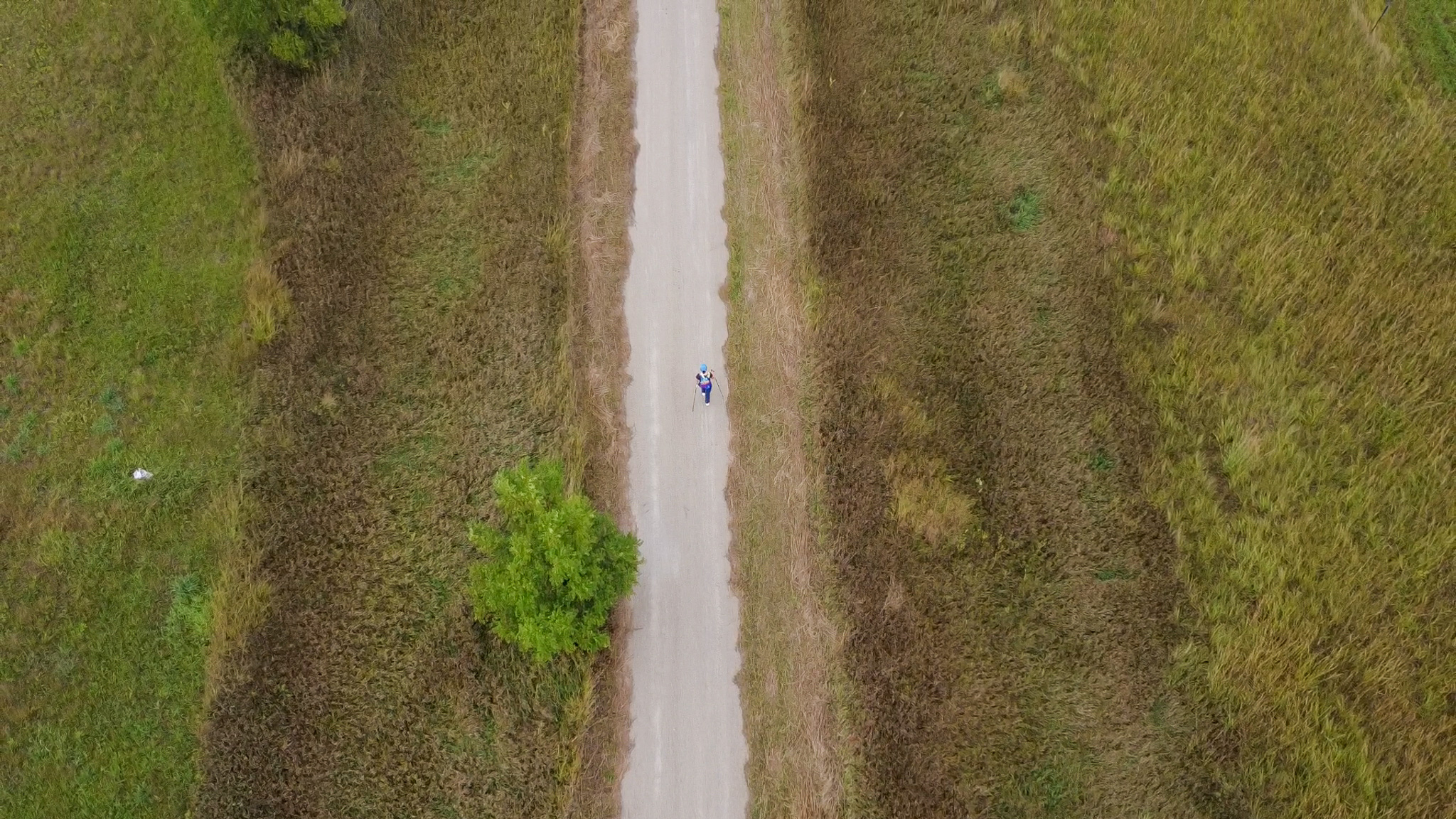 A person walking with hiking poles on a narrow path between tall grass and fields, seen from above.