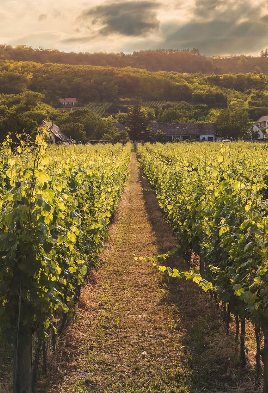 Sunlit vineyard rows extending toward houses and a forested hillside under a cloudy sky.