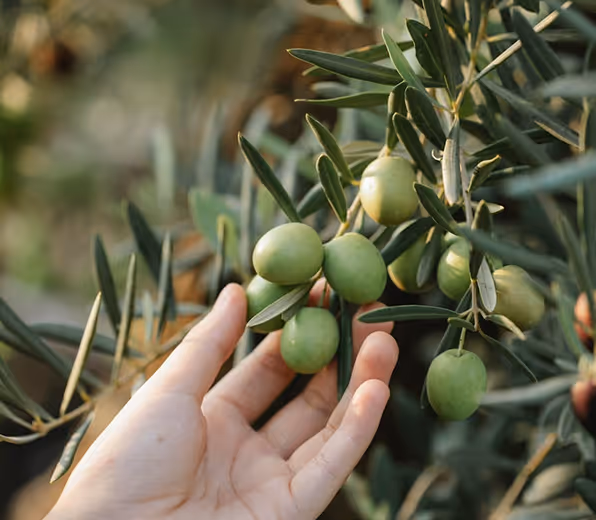 Hand gently touching a cluster of green olives on an olive tree branch with leaves.