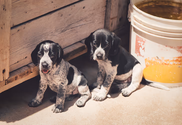 two stray dogs sitting seeking for help