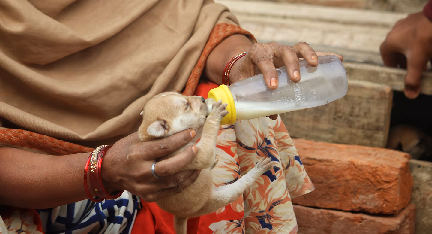 women feeding an innocent animal