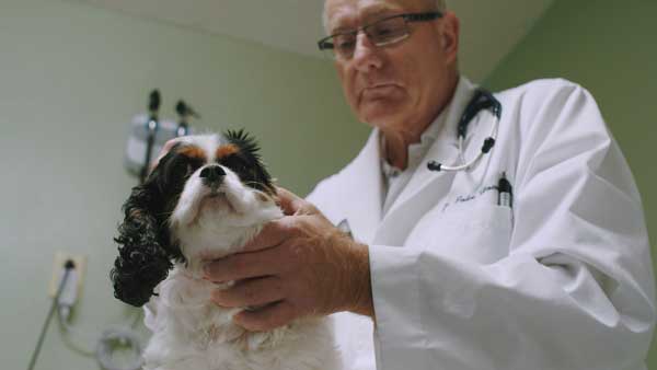 NVA North Country testimonial video by Anson Creative