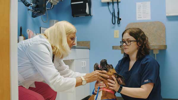 NVA NorthPaw video by Anson Creative