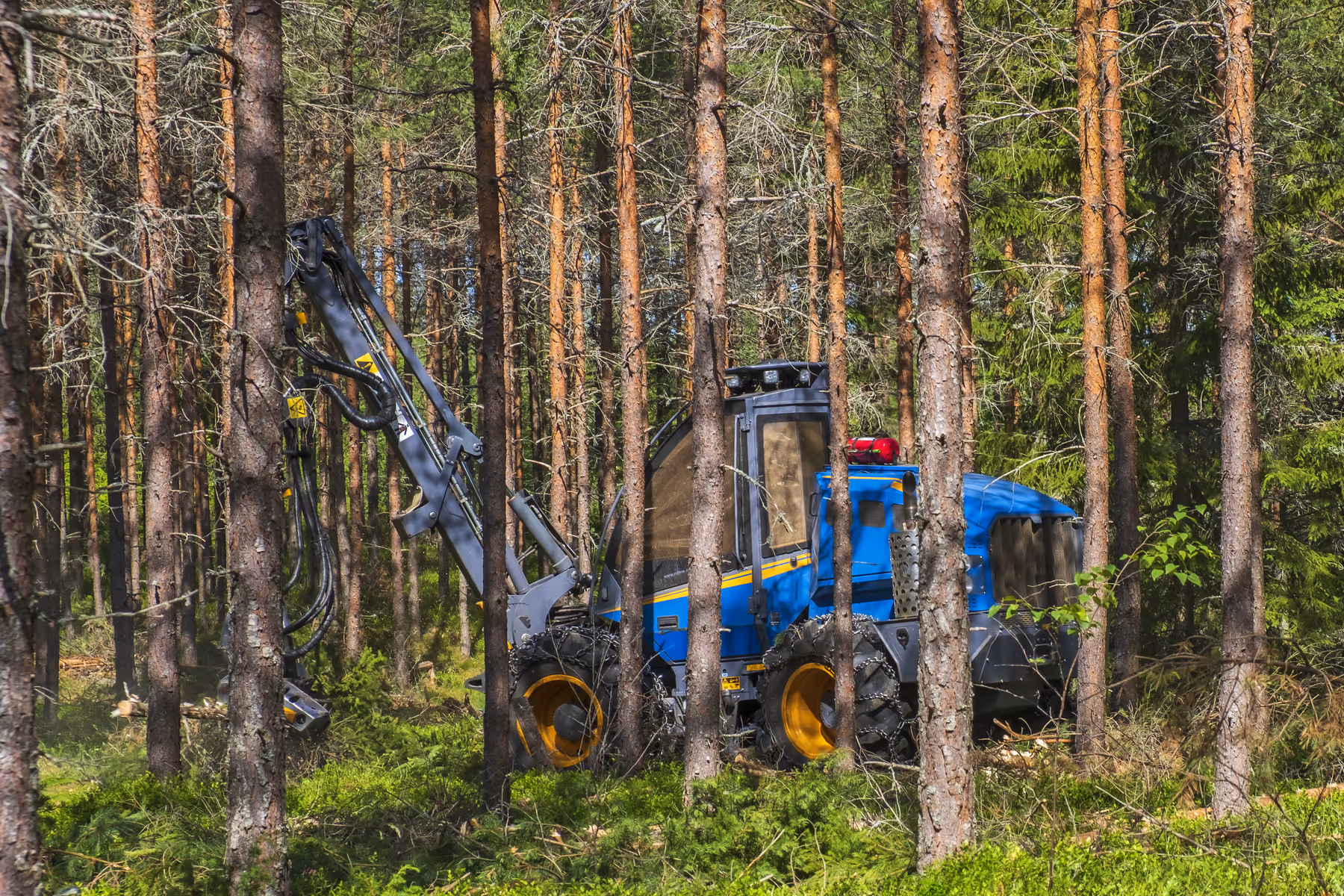 Blue forestry machine with yellow wheels operating among pine trees in a dense forest.
