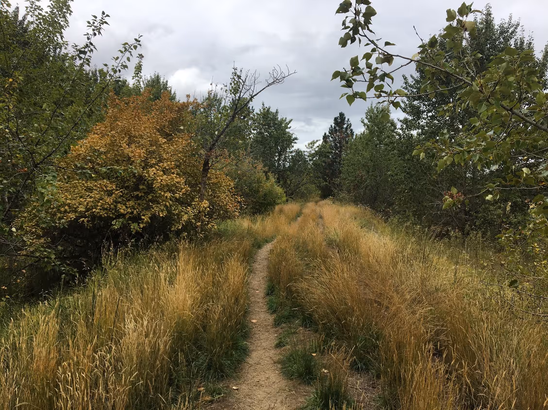 Narrow dirt trail winding through tall yellowed grass and dense green and golden trees under a cloudy sky.