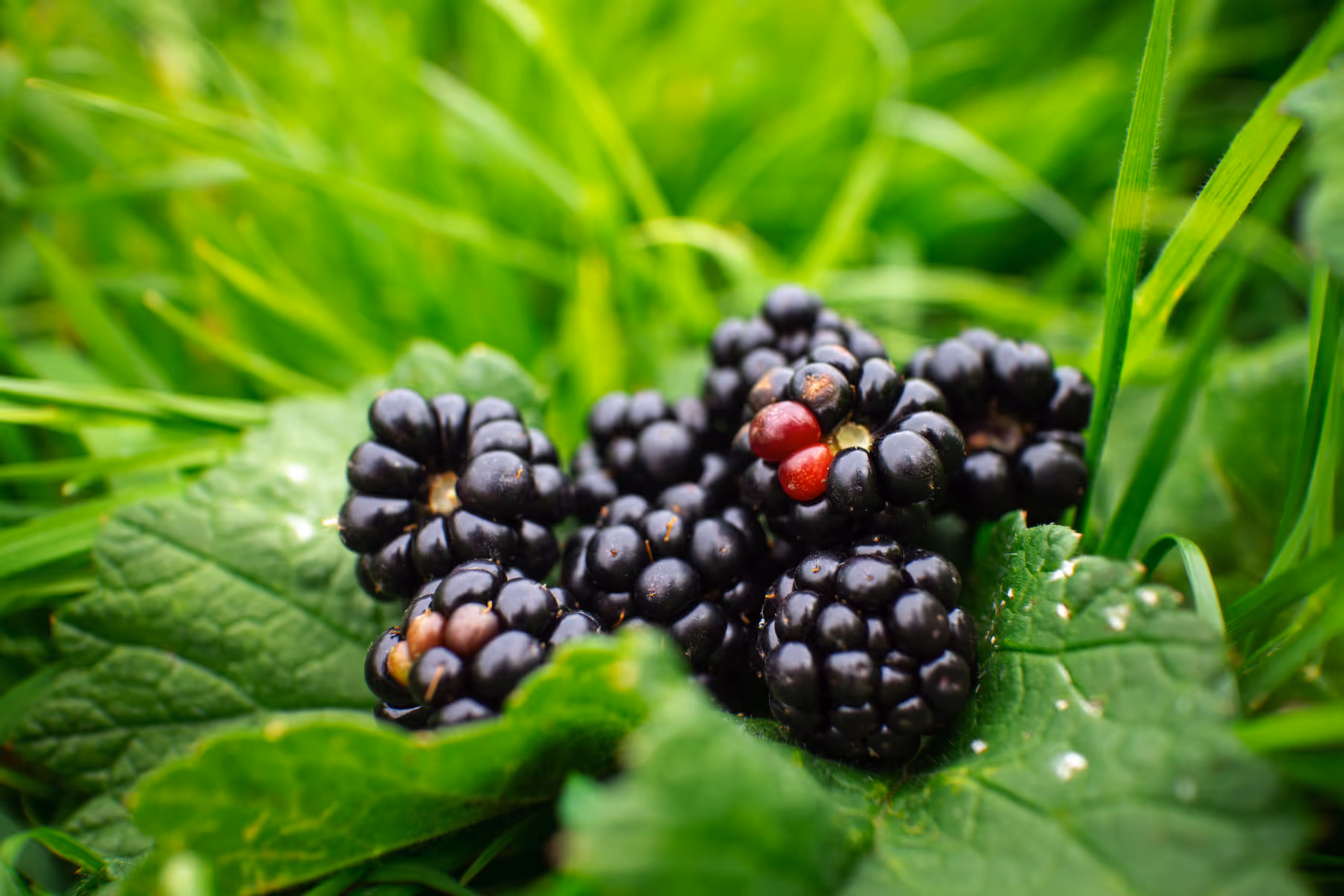 Cluster of ripe blackberries with a couple of red unripe berries resting on green leaves and grass.