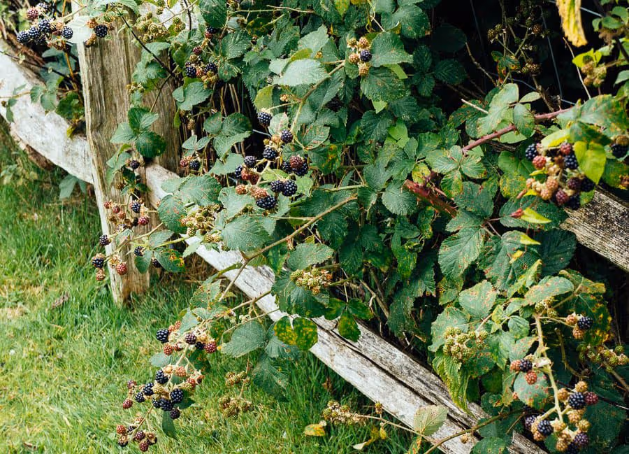 Clusters of ripening blackberries growing on thorny bushes next to a weathered wooden fence and green grass.