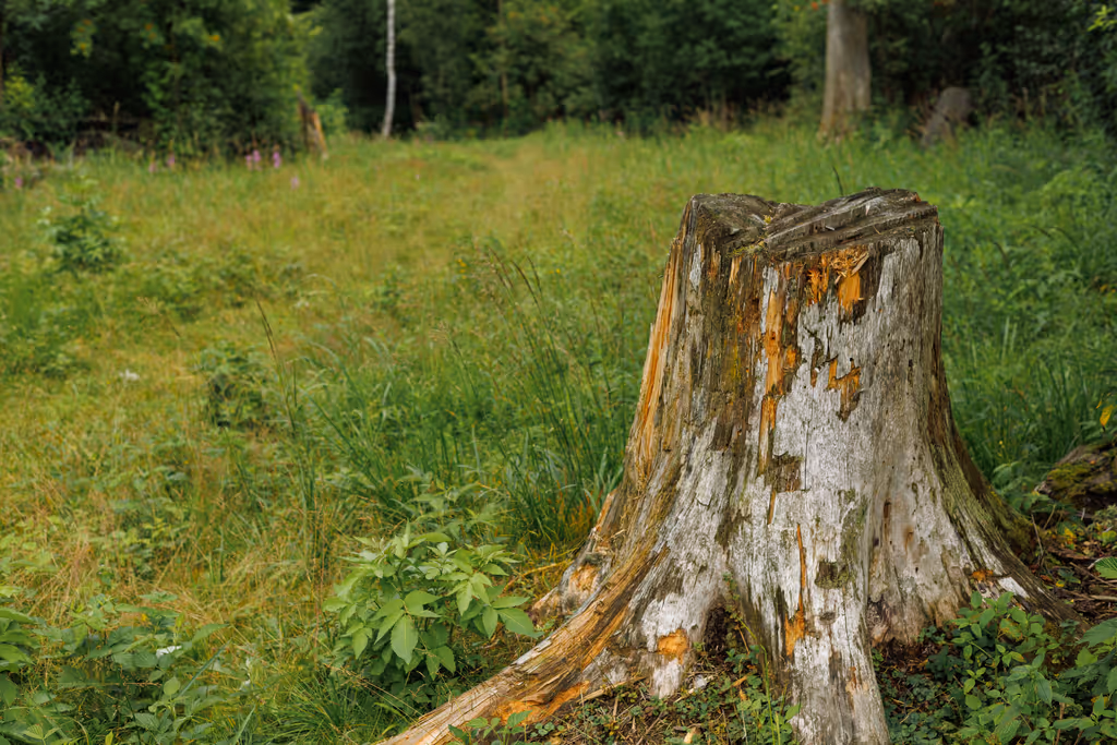 Weathered tree stump with peeling bark in a grassy forest clearing.