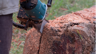 Close-up of a person cutting a thick tree trunk with a chainsaw, wood chips flying.