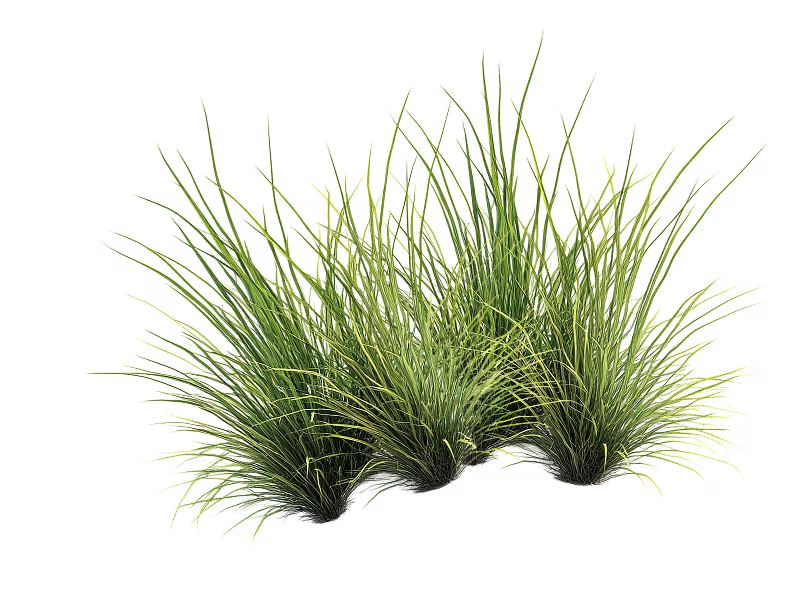 Three dense tufts of green ornamental grass with long, slender blades.