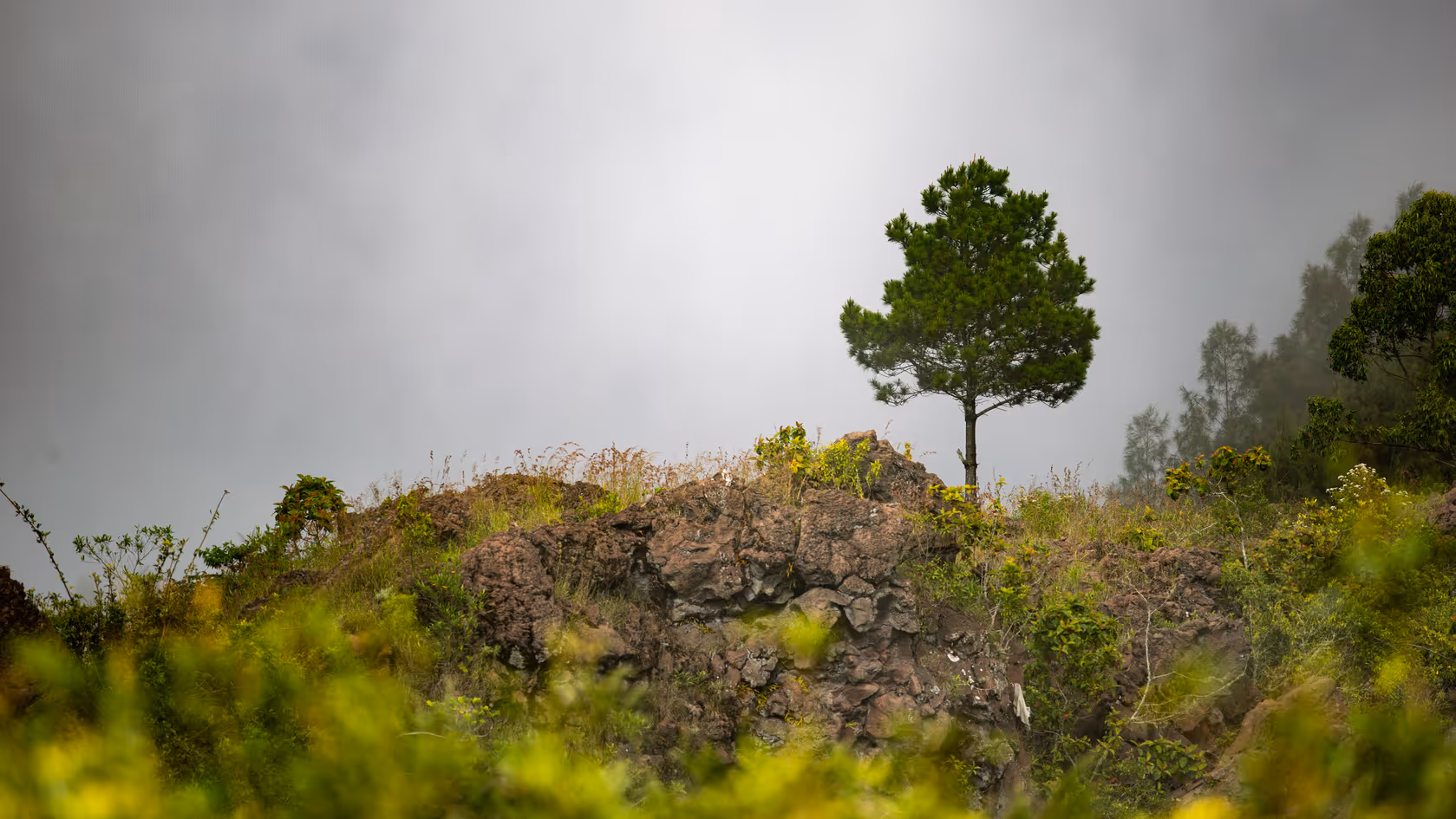 Single green tree standing on rocky terrain with foggy sky background.