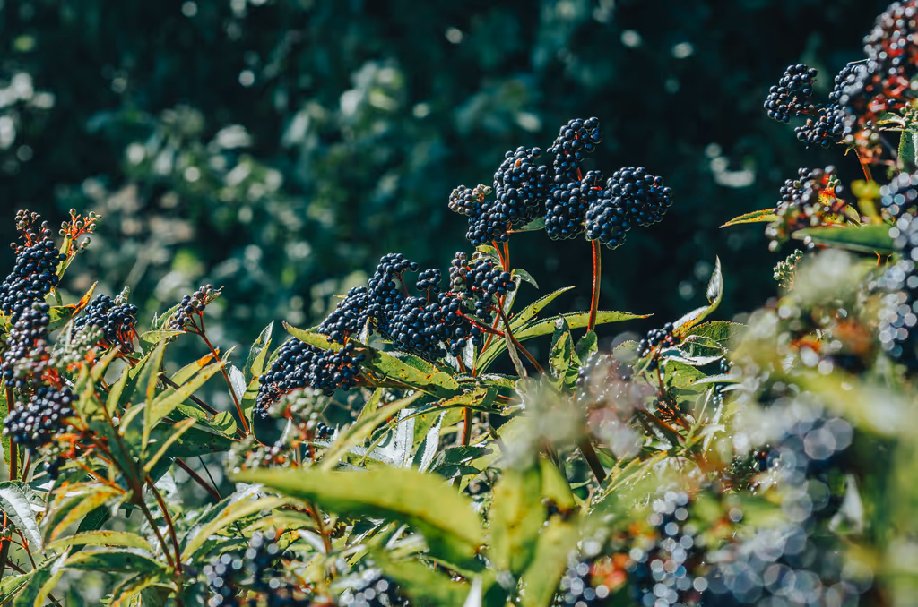 Clusters of dark purple berries on green leafy plants in a sunlit forest setting.