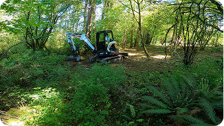 Small excavator clearing dense brush in a green forest with sunlight filtering through trees.