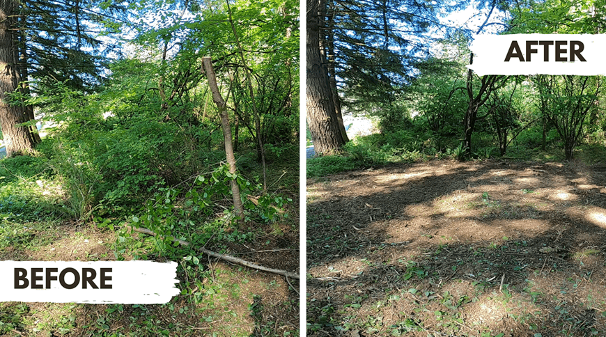 Side-by-side before and after clearing of a wooded area, removing branches and underbrush.