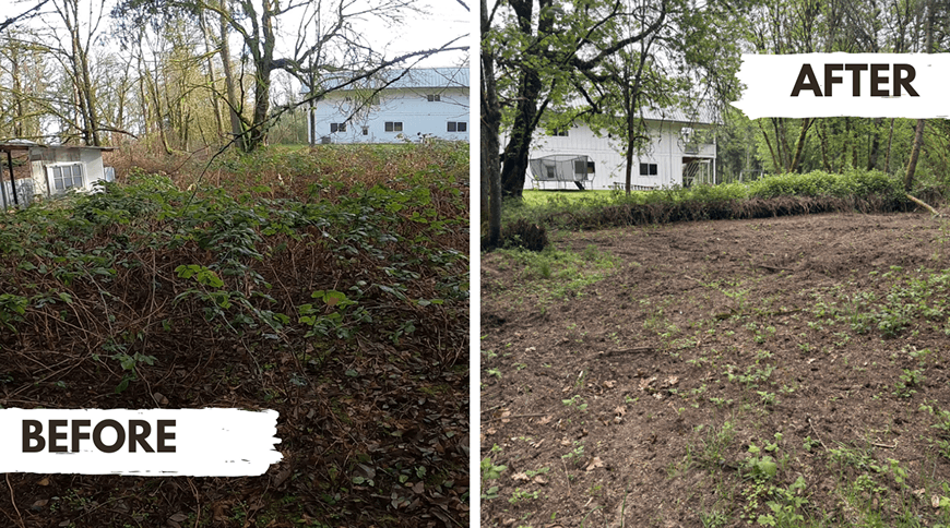 Side-by-side before and after images showing a cleared and cleaned yard space with fewer plants.
