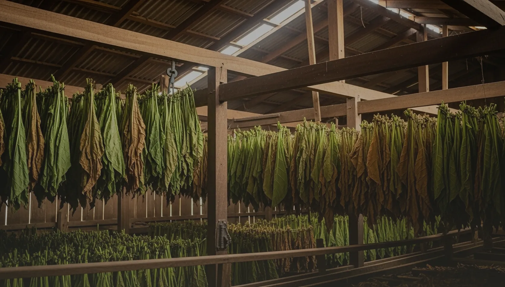 Rows of green and brown tobacco leaves hanging from wooden racks inside a drying barn.