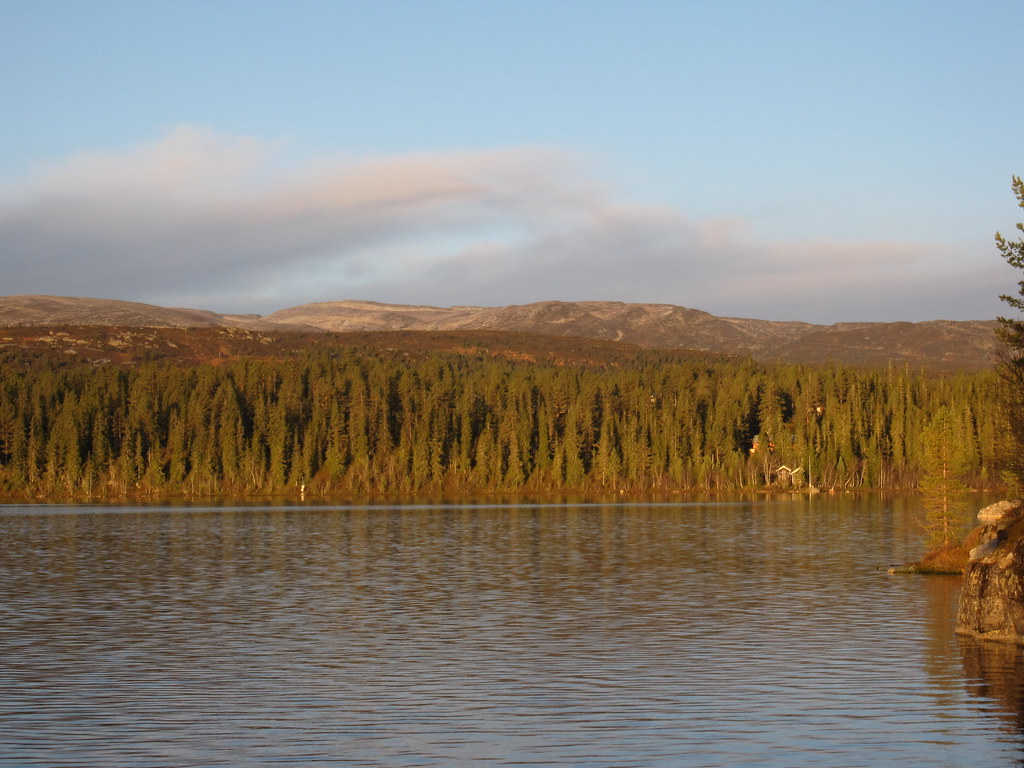 Calm lake with dense evergreen forest on the opposite shore and mountains in the background under a clear sky.