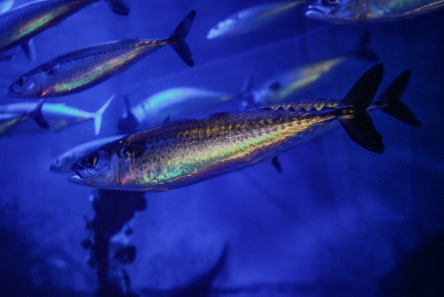 An image of a Mackerel in a school swimming in the ocean.