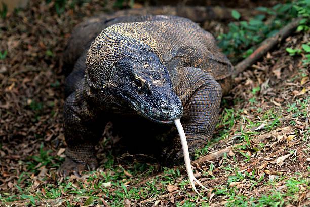 Comodo Dragon