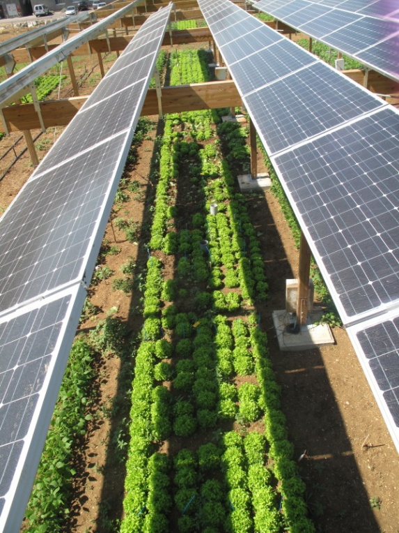950 KW Solar PV Jordan - Mafraq