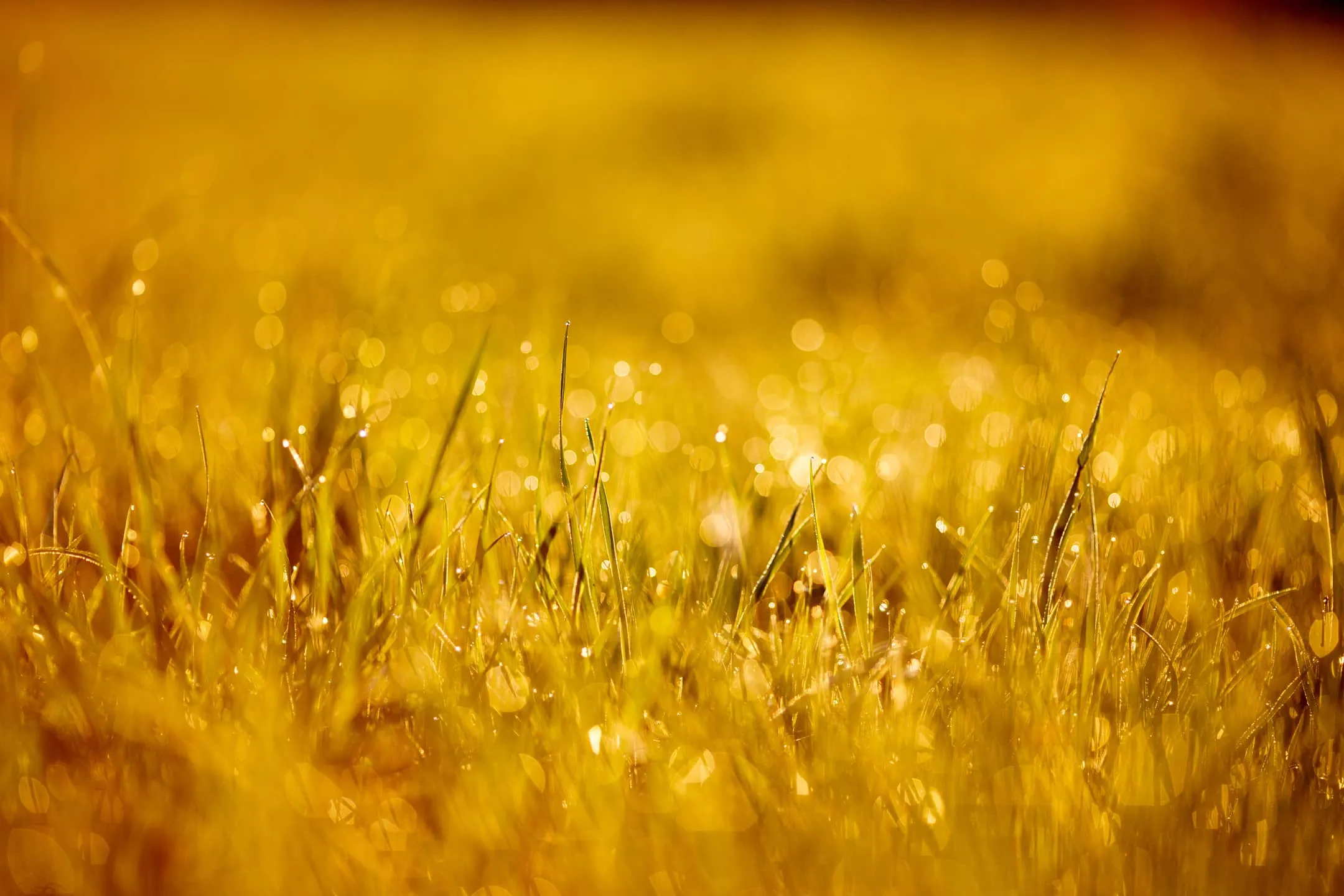 Detailní záběr zelené trávy ve slunečním světle.