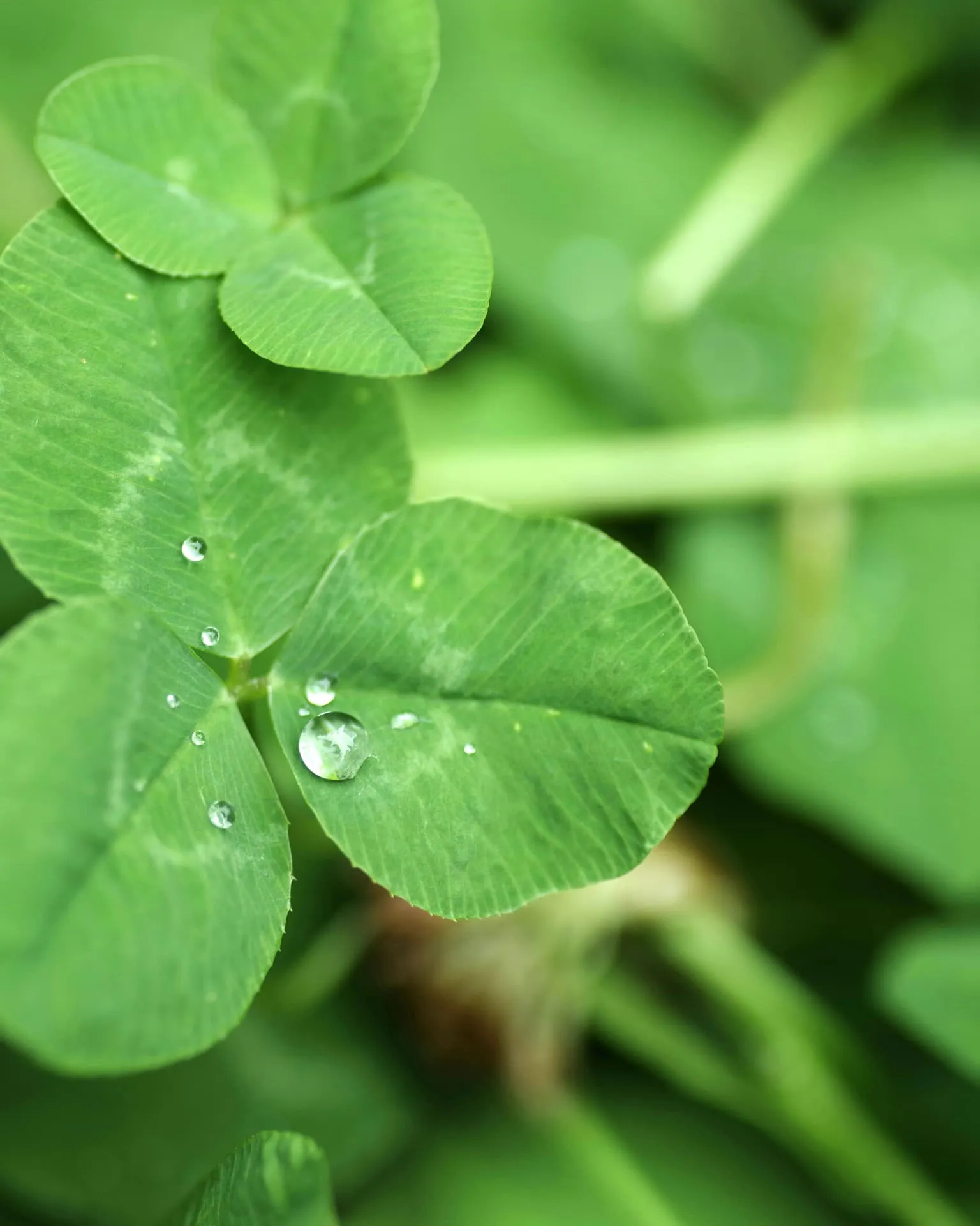 Detail zelených listů s kapkami vody.