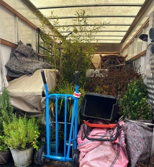 Large mature garden plant being carefully relocated