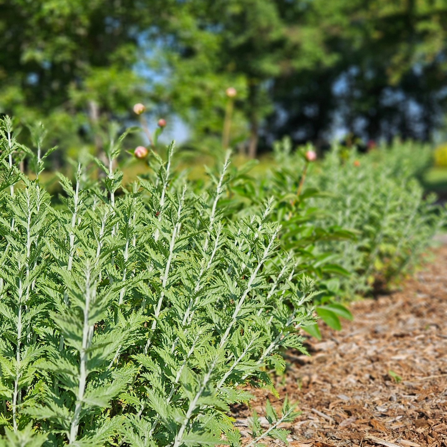 Aménagement à La Roche Posay par Végétalia
