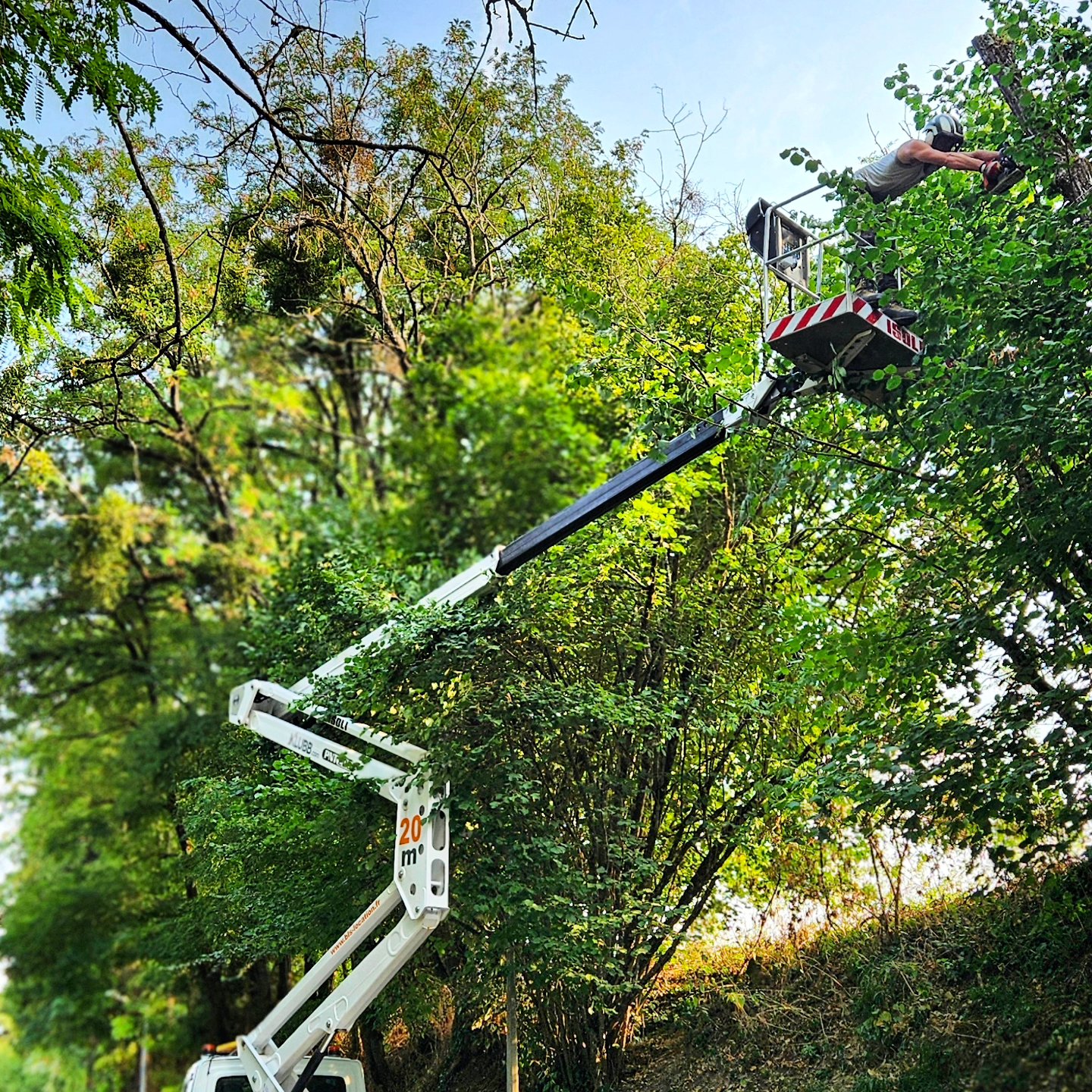 Élagage à La Roche Posay par Végétalia