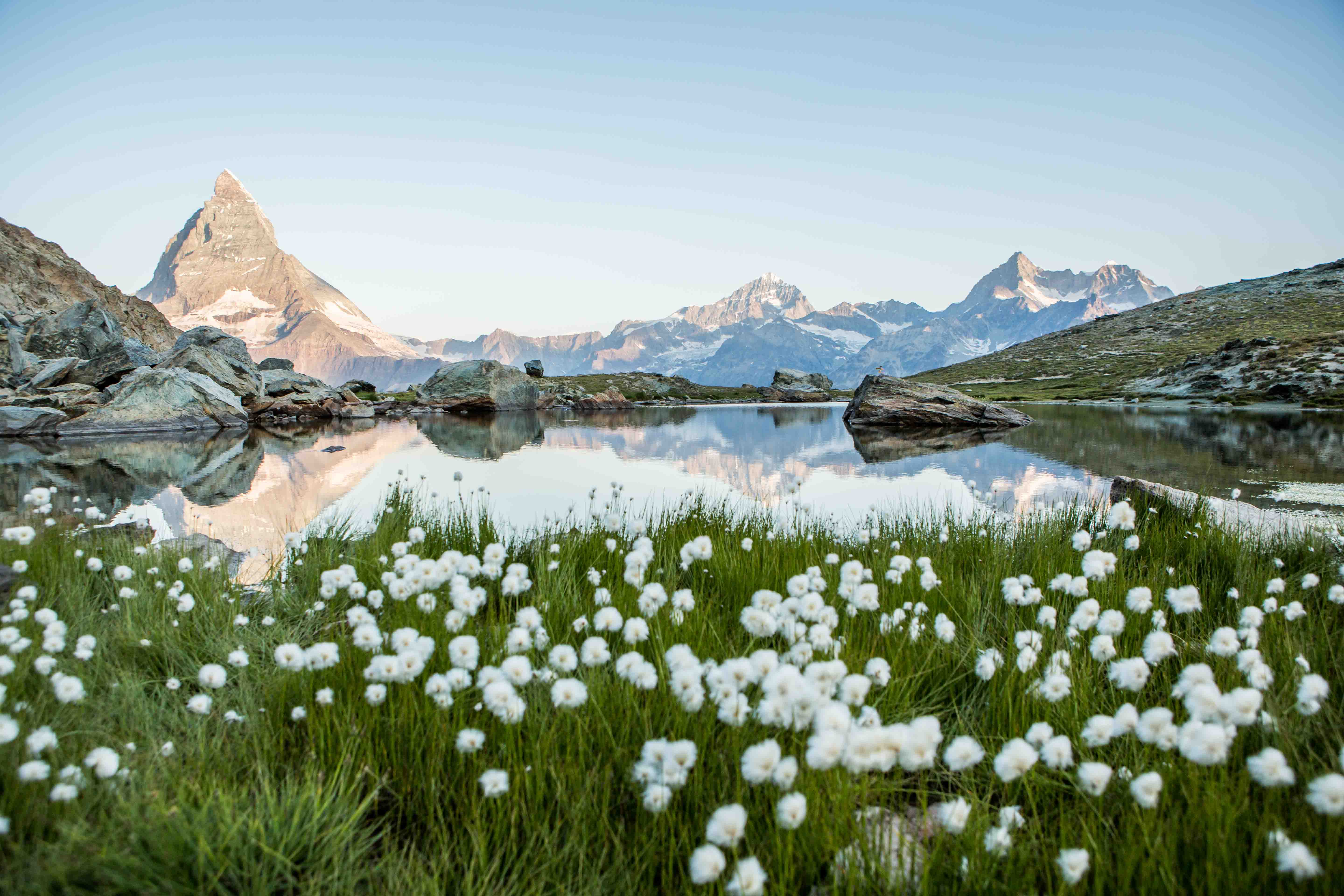 White flowers on green grass by a calm mountain lake reflecting sharp peaks under clear sky.