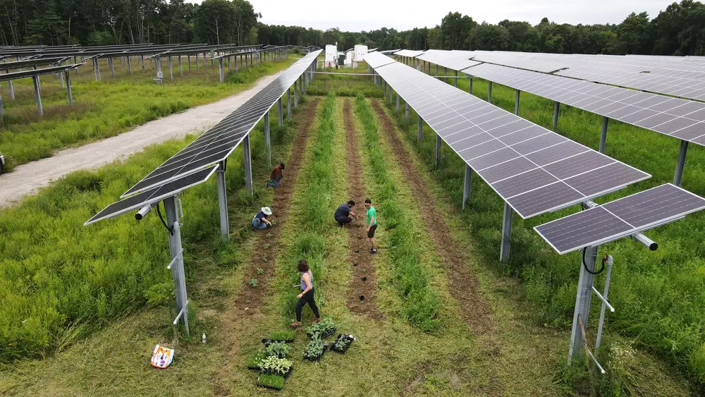 Image of solar panels in a field.