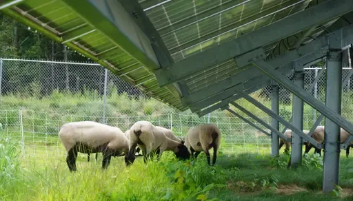 sheep are grazing near solar panels