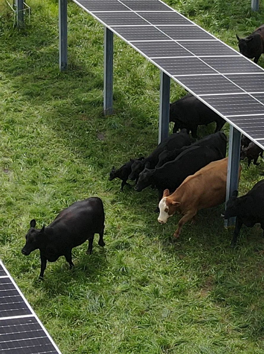 Top view of solar panels in a field.