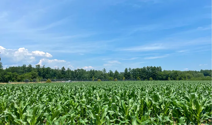 photo of the field
